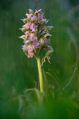 Flowering plant of the milky orchid, Neotinea lactea, Orchis lactea, Ortakis, Sardinia, Italy