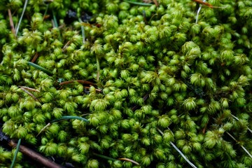 green fresh moss in macro photography