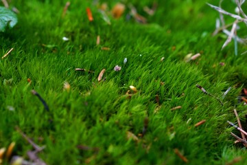 green grass in the morning