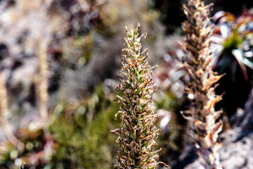 2023 8 22 Peru Campanula spicata 20