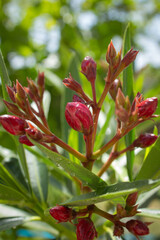 A red flower is about to bloom in the garden, purifying the air