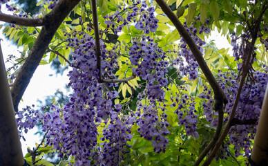 紫色の藤の花が満開
