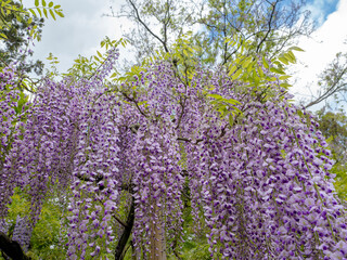 和風の庭の下がり藤