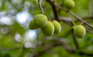 青い梅の実