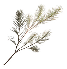 PNG Pine wall shadow plant.