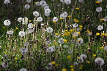 Flower meadow with dandelions (Taraxacum) and yellow wildflowers, spring, close up.