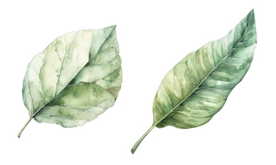 Realistic botanical illustrations of leaves