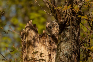 Great Horned Owlets nestled in their nest