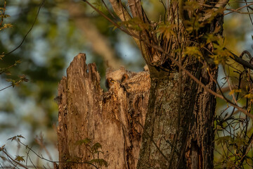 Great Horned Owlets nestled in their nest