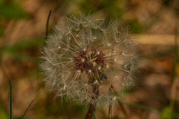 Dandelion seed head in a meadow