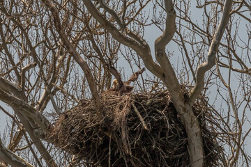 Bald Eaglet tries out its wings in the nest