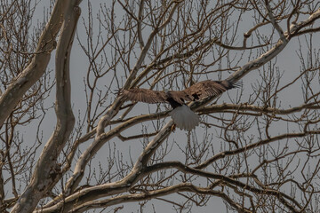Bald Eagle lands on a tree branch