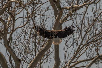 Bald Eagle lands on a tree branch
