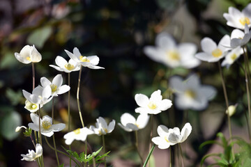 Fototapeta premium Anemone sylvestris. delicate flowers in the garden, in the flowerbed. floral background. beautiful delicate Anemone sylvestris. white flowers on a natural background. close-up. sunlight. spring season