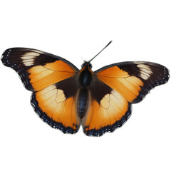 beautiful butterfly PNG