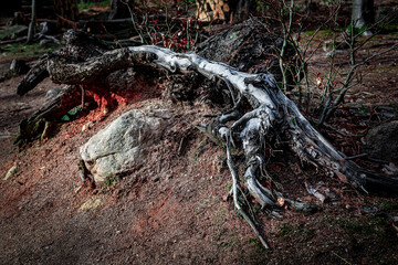 Umierająca przyroda.