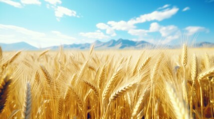 he background is a blue sky and white clouds, with golden wheat fields in the foreground. The grain heads of tall ears stand out against the light yellow-green grassland, presenting a warm summer atmo