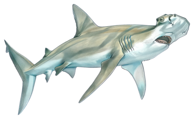 PNG Hammerhead Shark shark animal fish.