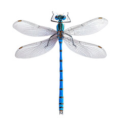 top view of a graceful damselfly isolated on a white transparent background