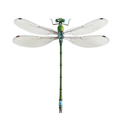 top view of a graceful damselfly isolated on a white transparent background