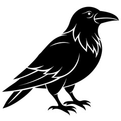 crow on a white background