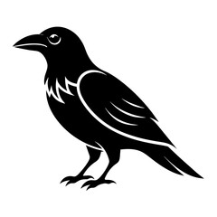 crow on a white background