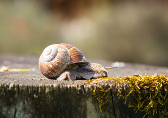 Roman snail on wooden trunk.