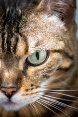 close up of bengal cat eye and face - cat eyes - pure breed bengal female 