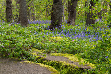 Stones with moss in a forest full of wild hyacinths in Wildrijk Park in Sint Maartensvlotbrug. In spring, the forest of Wildrijk, Netherlands,  turns purple blue as the wild hyacinths come in bloom.