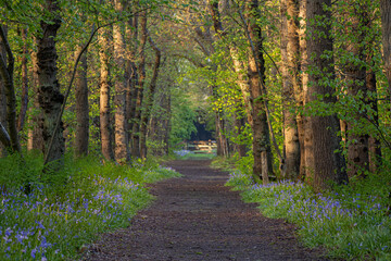 Winding hiking trail through the forest with wild hyacinths in Wildrijk, Sint Maartensvlotbrug. In...