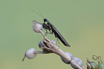 A black praying mantis is hunting for prey in the bushes. This predatory insect has the scientific...