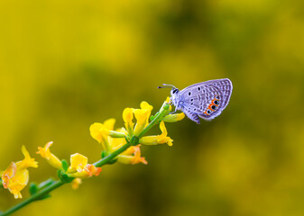Jewel Butterfly (Chilades trochylus) on plant