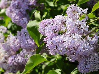 Beautyful lilac flowers in the garden