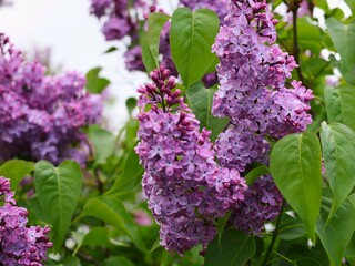 Spring lilac flowers in the garden