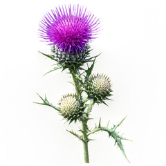 Milk thistle isolated on transparent background