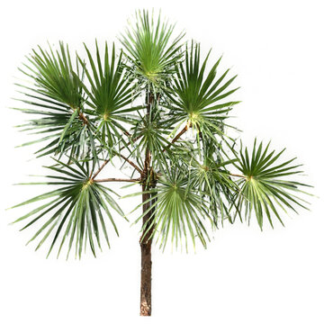 Saw palmetto isolated on transparent background