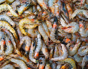 Close-up of fresh caught shrimp at a fish market in Istanbul, Turkey