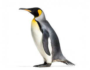Obraz premium Kaiserpinguin auf zwei beinen isoliert auf weißen Hintergrund, Freisteller