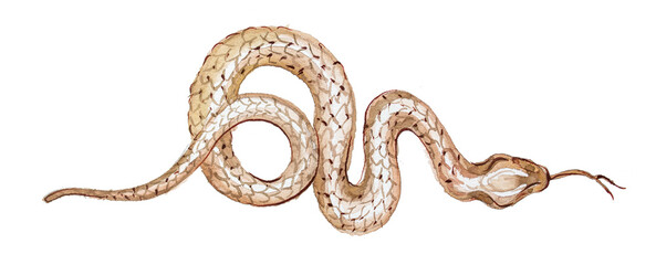 Snake isolated on white. Brown snake watercolor clipart. © Victoria