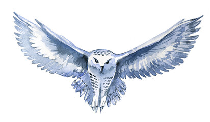 Owl isolated on a white background. Watercolor owl bird painting.