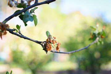 Flowers of fruit trees destroyed by frost. Czech Republic. Europe.