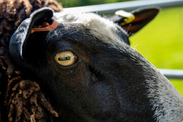 Ewe, Black sheep looks to camera. Zwartble breed with white and black face.