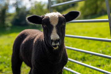 Cute black and white faced lamb, sheep stood in a green grass field on a spring day. Zwartble breed.
