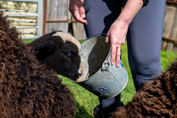 Lamb being fed pellets from a bucket by a farmer. Black and white Zwartble breed. 