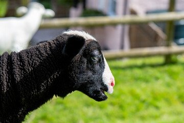 Cute black and white faced lamb, sheep stood  bleating in a green grass field on a spring day....