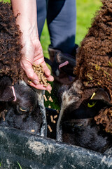 Two black and white sheep being fed on pellets from a farmer in a green meadow. zwartble breed.