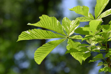 斑入トチノキの若葉