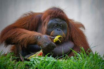 An adult ape called an orangutan is holding his fruit food 