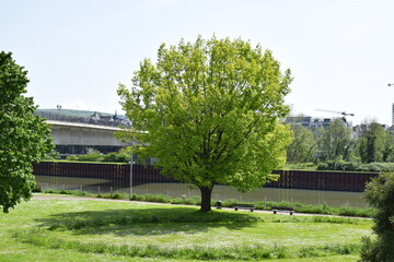 bright spring green tree in front of a bridge