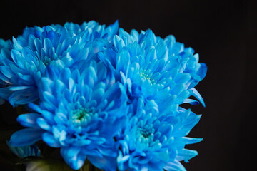 A blue flower bouquet on a black background, illuminated by bright light.